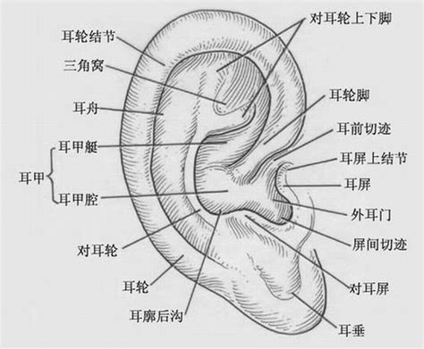 耳洞長毛|耳洞長毛為何被視為吉兆？專家解析